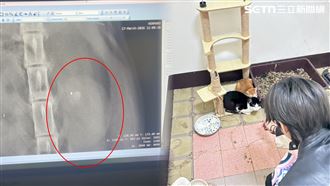 囚禁24隻貓…孕媽餓到吃小孩！女飼主道歉