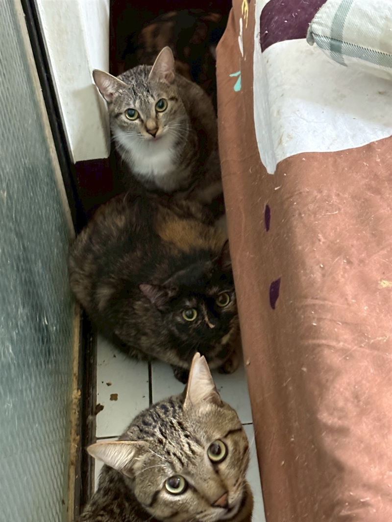 倖存的貓捲縮在角落，等待慢慢死亡。（圖／翻攝畫面）