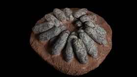 科博館館藏竊蛋龍蛋窩化石　成模擬實驗重要原型國立自然科學博物館跨領域團隊研究竊蛋龍孵蛋之謎，館藏的竊蛋龍蛋窩化石是此次模擬實驗最重要原型。（國立自然科學博物館提供）中央社記者趙麗妍傳真　115年3月17日