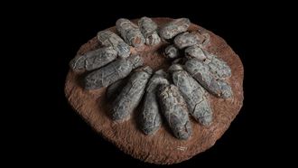 科博館還原7千萬年前　揭竊蛋龍孵蛋之謎