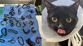 6歲貓咪嚴重腸阻塞，醫動手術竟取出「26個髮圈」。（翻攝自動物救援中心HALO No-Kill Rescue　IG）