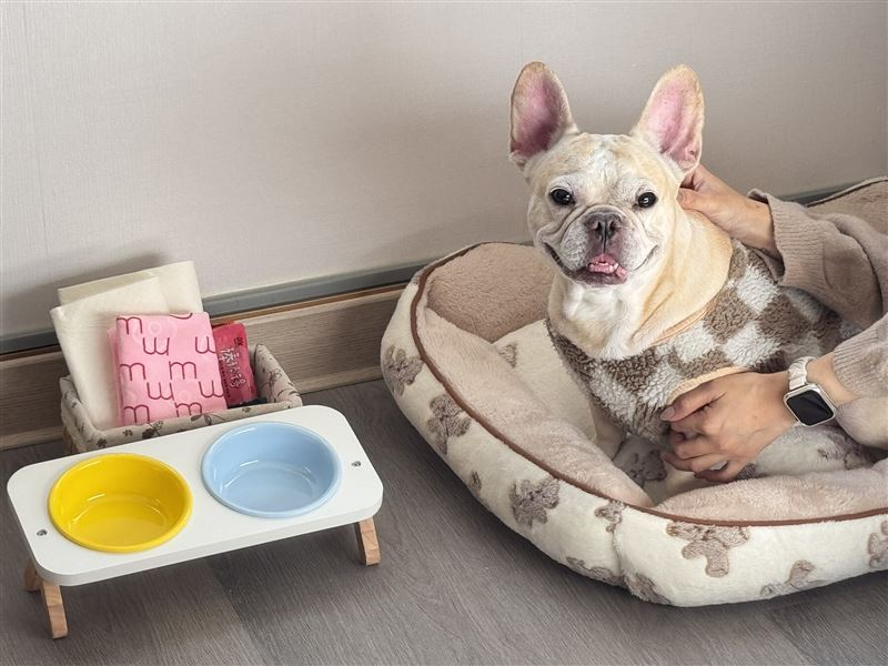 福容花蓮店-房內陶瓷雙碗組、寵物睡墊或行軍床、尿布墊及互動玩具。（圖／飯店旅宿業者提供）