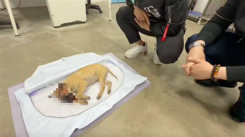 飼主以安全帽活活打死小黃狗。（圖／翻攝畫面）