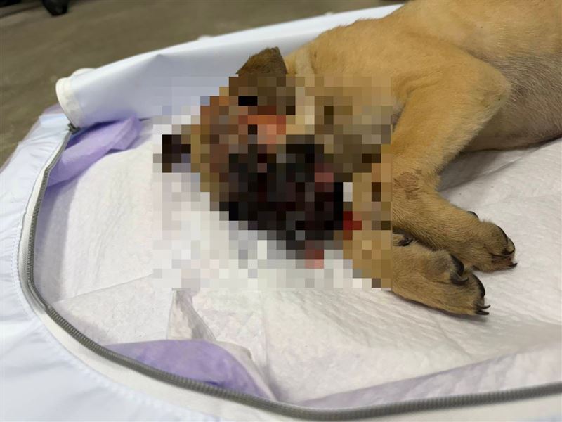 小黃狗被領養沒幾日就遭飼主暴打致死。（圖／翻攝畫面）