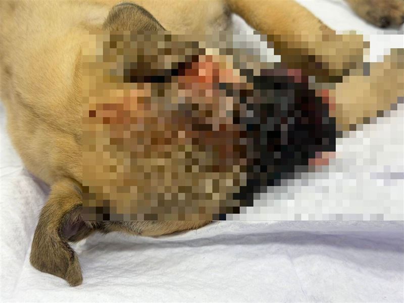 小黃狗頭部受重傷死亡，被棄屍在路邊。（圖／翻攝畫面）