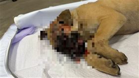 台中,大里,安全帽,爆頭,虐殺,小黃狗,棄屍路邊（圖／翻攝畫面）