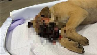 安全帽爆頭虐殺小黃狗！惡飼主：狗太吵了