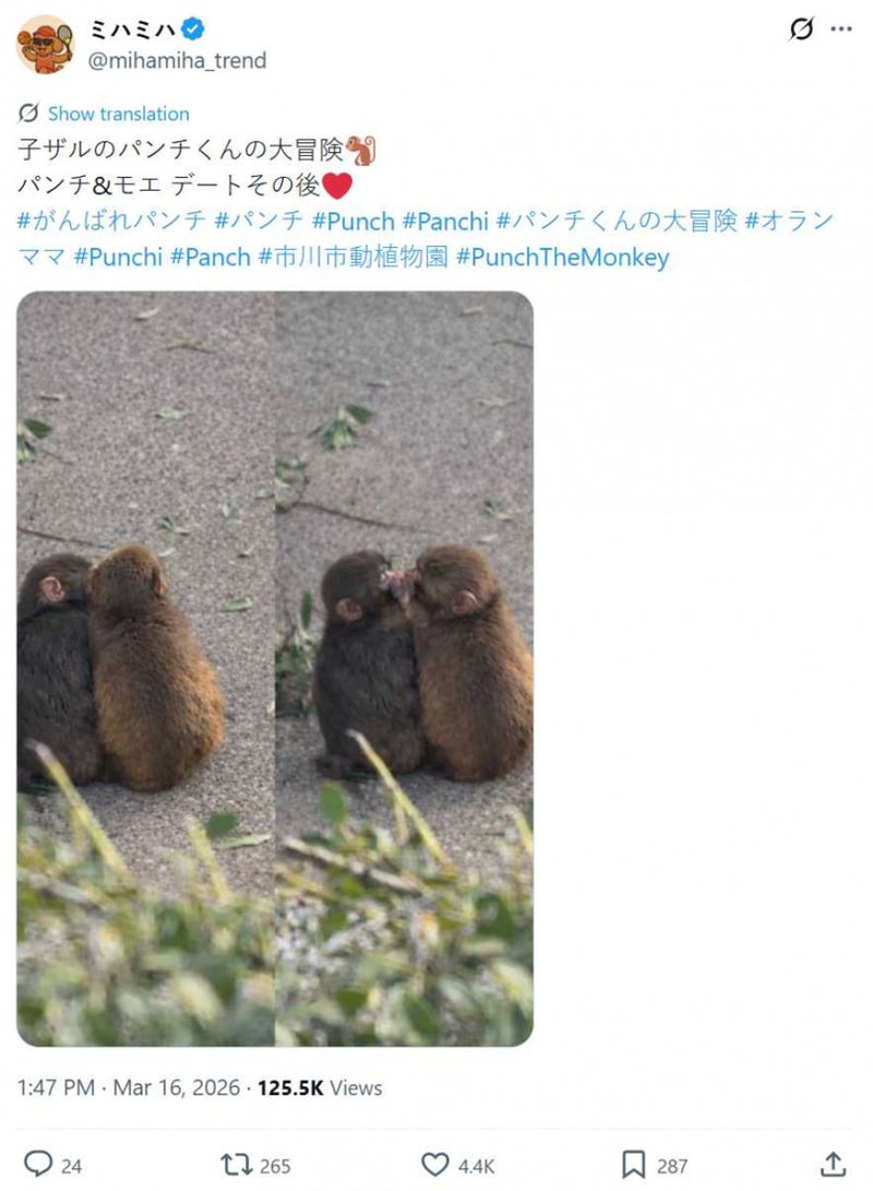 Punch與同伴依偎玩耍，畫面曝光掀起討論。（圖／翻攝自X，@mihamiha_trend）