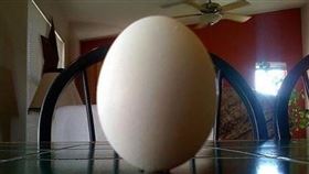 ▲立蛋。（圖／三立新聞網）