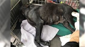 救狗變殺狗、明星犬籠內亡　收容所爆虐待