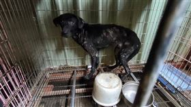 「寶媽米克斯領養庇護所」內的狗兒瘦骨嶙峋、營養不良，還有數十隻狗兒死於非命，桃園市動保處卻在未落實查核下將多隻幼犬交給園區負責人李孟寶。（圖／CTWANT）