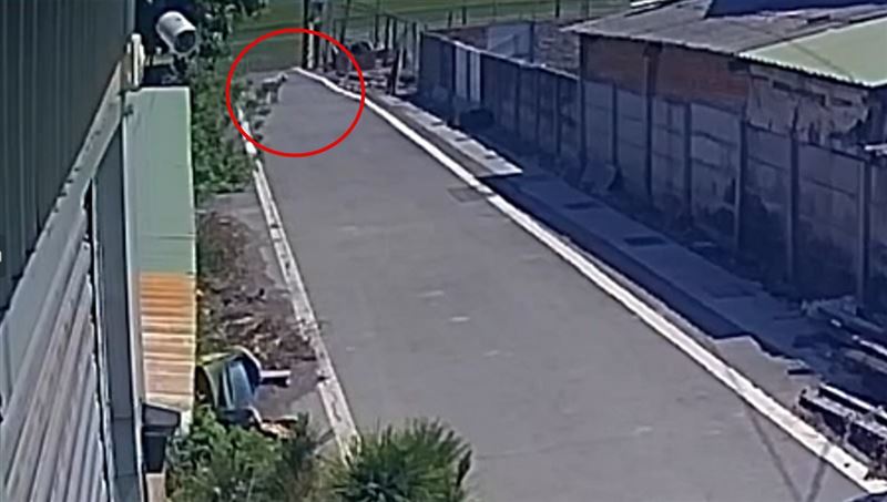 3隻惡犬突然發狂，衝進田裡攻擊80多歲阿嬤。(圖／翻攝畫面)