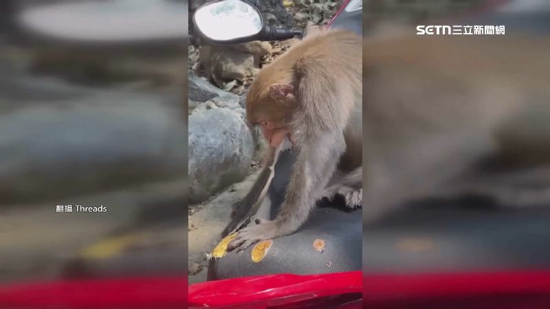 猴子撕咬機車坐墊海綿