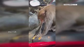 柴山猴撕咬機車坐墊　維修費求償無門