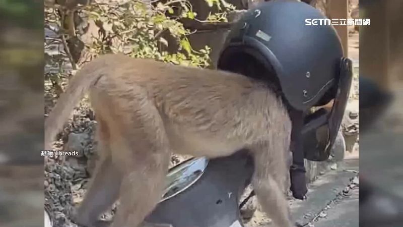 猴子好奇的把頭伸進安全帽裡
