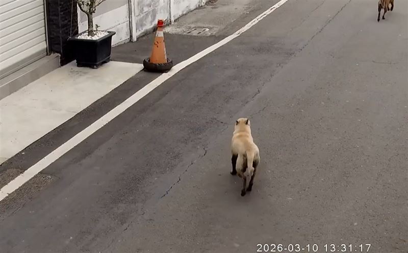 3隻狗狗經常攻擊路過、落單的機車騎士或流浪貓。(圖／翻攝畫面)