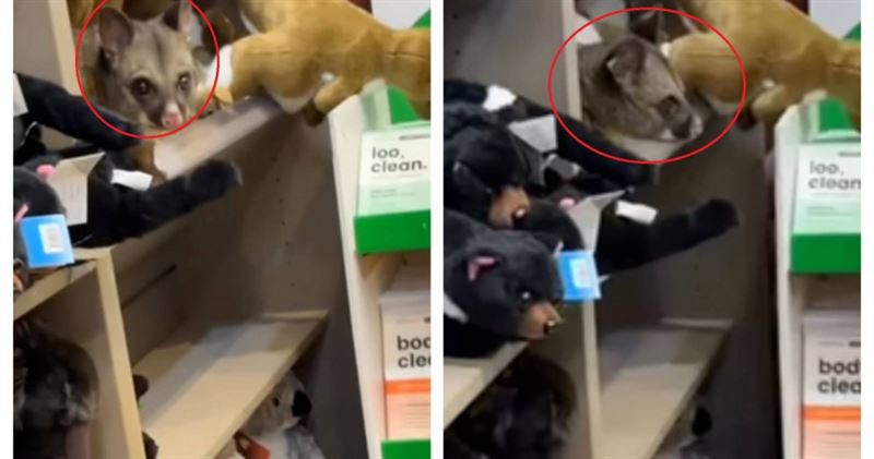 野生刷尾負鼠(紅圈處)躲在機場免稅店玩偶貨架,與絨毛娃娃幾乎難辨。(圖/翻攝自IG@hobart_airport)