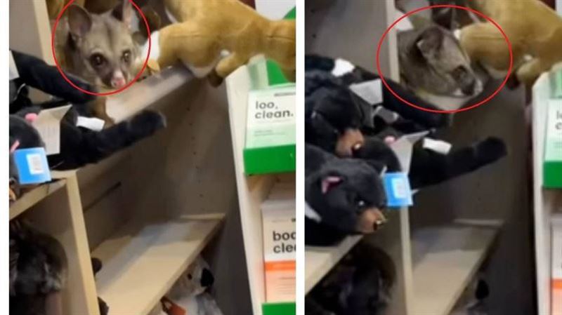 野生負鼠潛機場免稅店玩偶區 顧客嚇傻