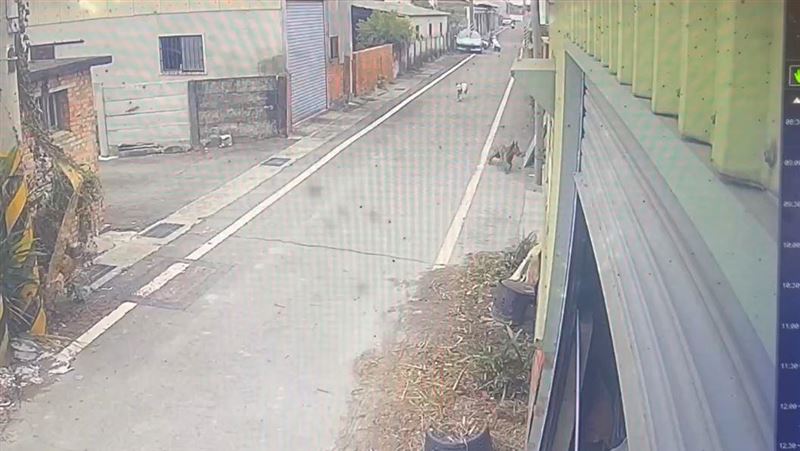 嬤遭圍攻追咬縫200針 無繫繩3犬疑被藏了