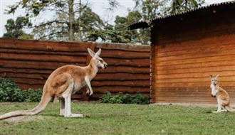 12生肖本周運勢　這生肖奪事業財運雙冠
