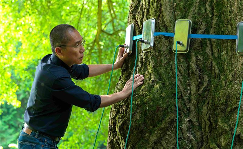梁朝偉尬戲雌性銀杏樹《你是不會當樹嗎》好評稱霸威尼斯影展。(圖/海鵬影業提供)