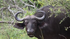 印度一名男子侵犯水牛後，竟出現水牛化的行為。（示意圖／非當事動物／Pixabay）