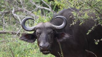 25歲印男性侵水牛後失控　竟幻想變成牠