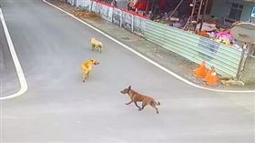 8旬嬤下田，遭3惡犬攻，全身200傷口，驚恐還原，遭攻擊撲咬：爬起來已經不像人，埤頭(圖／翻攝畫面)