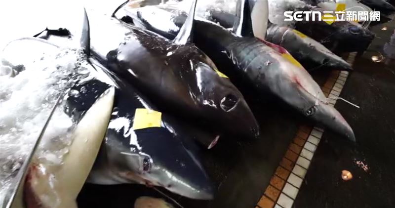 鯊魚、鮪魚等大型深海魚類，體內重金屬含量偏高，醫師建議不宜常吃。（圖／資料照）