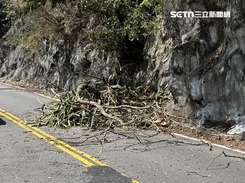 路邊一棵大樹突然倒塌,直接砸中車輛前擋風玻璃,造成玻璃當場碎裂。(圖/翻攝畫面)