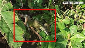 綠鬣蜥侵門踏戶暴增！陳亭妃促中央成立應變小組，鎖定台南精準移除母蜥。（圖／陳亭妃提供）