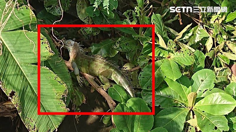 台南綠鬣蜥暴增!陳亭妃促設應變小組