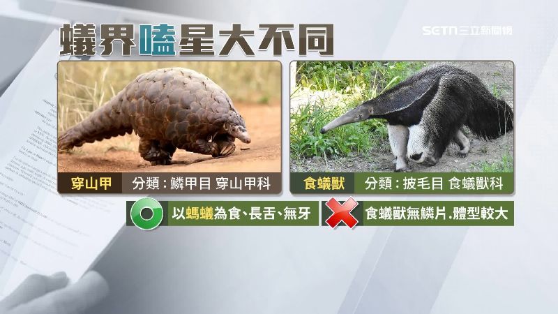 穿山甲與食蟻獸是不同物種