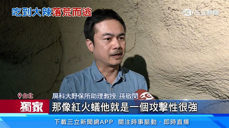 紅火蟻攻擊性強，台灣野生穿山甲沒辦法當食物