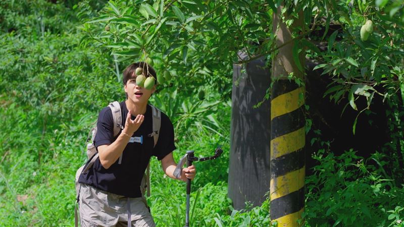 人氣韓團主唱南優賢在「樟之細路」看到路旁野生芒果驚呼連連。（圖／客家電視台提供）