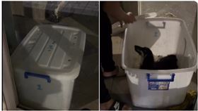 虐狗,連鎖,寵物店,台中,收納箱,品種犬,公憤（圖／民眾提供）