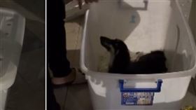 虐狗,連鎖,寵物店,台中,收納箱,品種犬,公憤（圖／民眾提供）