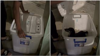 寵物店「幼犬關收納箱」虐狗！業者道歉了