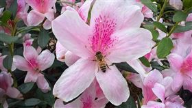 定格最動人一瞬　台北杜鵑花季懸賞好照片（業配勿用）