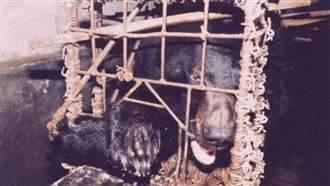 活取膽汁！震驚世界的「膽熊」如今怎麼了