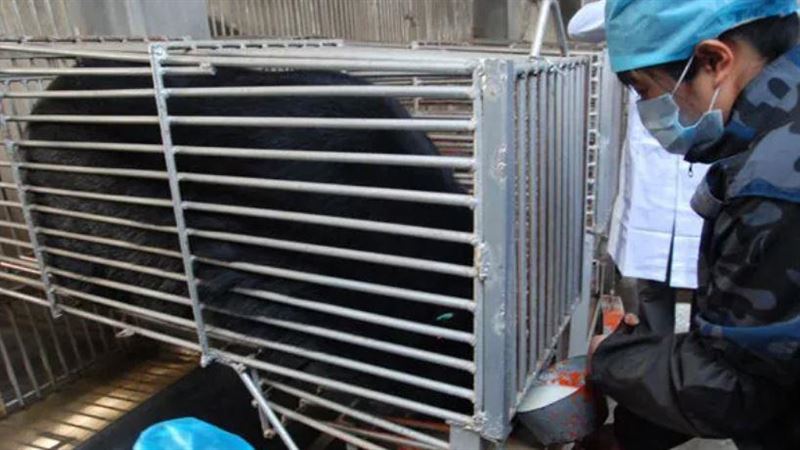 中國境內約有7,000至20,000頭熊被用於取膽，是目前全球此產業的主要集中地。（圖／翻攝自百度百科）