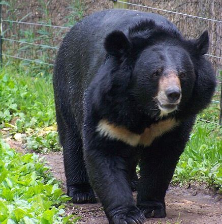 亞洲黑熊目前的處境令人擔憂！（圖／翻攝自維基百科）