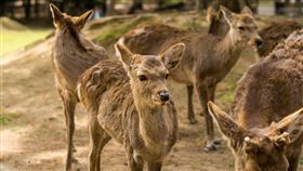 奈良,鹿,公園,野生,觀光,武漢肺炎（圖／翻攝自Pixabay）