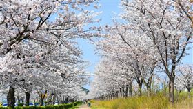 江原道-江陵鏡浦湖。（圖／韓國觀光公社提供） 