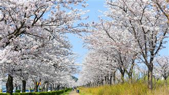 韓國櫻花預測出爐！快來探索地方城市魅力