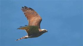 彰化天空驚現「萬鷹盤旋」奇景！灰面鵟鷹過境市區（圖／翻攝畫面）