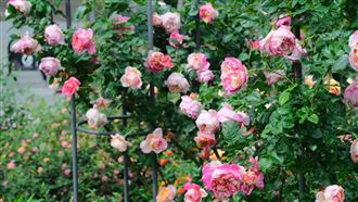 臺北玫瑰展獻上賞玫大補帖！