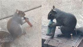 歐美網友分別在不同地區，目擊松鼠「狂吸電子菸」的畫面。（翻攝TikTok）