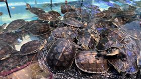 水族館為何24小時營業？網友揭關鍵「半夜需求其實很真實」。（翻攝自臉書／魚中魚寵物水族）