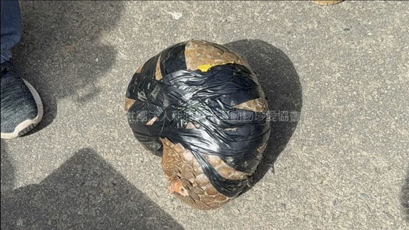 越南移工將穿山甲以黑色膠帶綑綁。(圖/翻攝社團法人新竹縣流浪動物珍愛協會粉專)